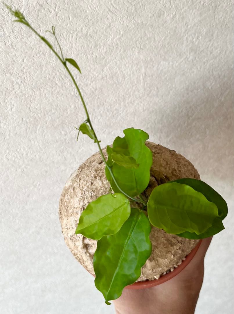 激レア/大株/塊根植物】アデニア ペナンギアナ 鉢植え - メルカリ