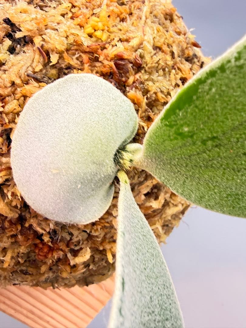 ビカクシダP.Willinckii Omega,P.Emma mix spore - メルカリ