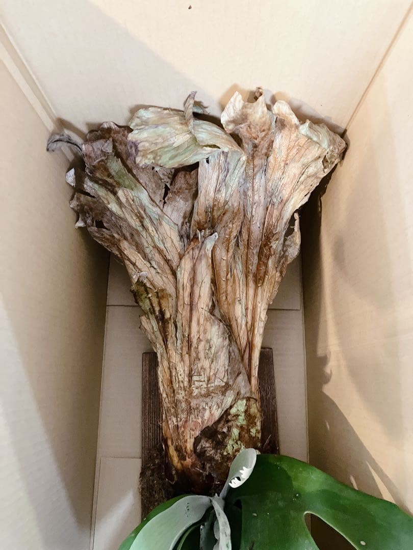 特大ビカクシダ ウィリンキーwild