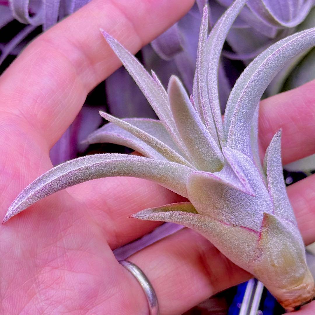 ケ*ン様 T. ehlersiana x chiapensis - メルカリ