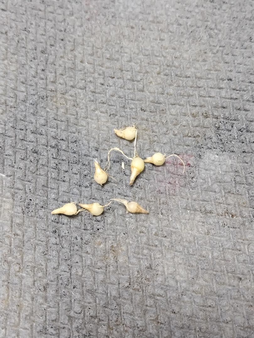 masao　イナヒロハテンナンショウ、セッピコテンナンショウ　セット