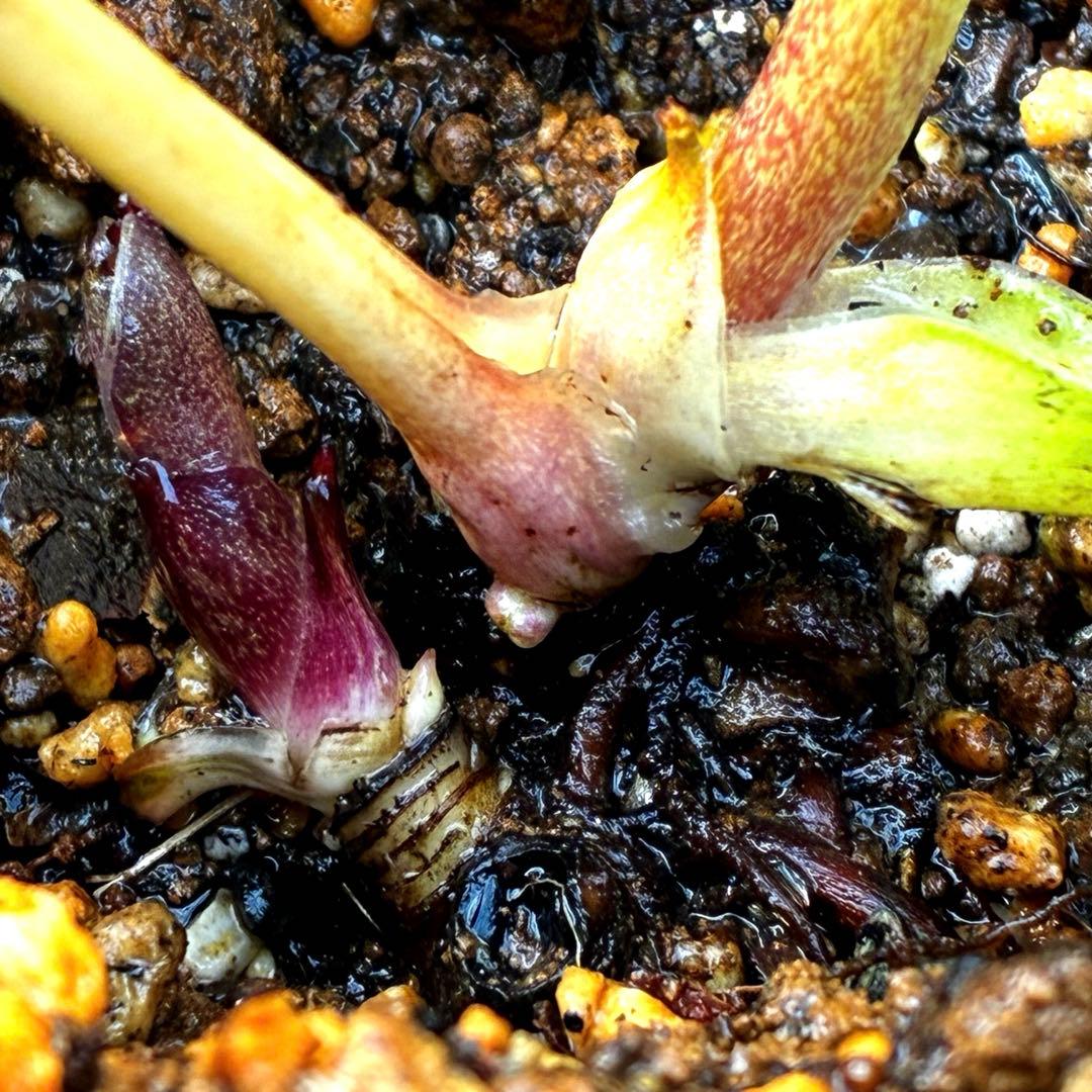 u*0様 3503☘️蕾花付☘️極上☘️強香￼⭐️かぐや姫⭐️￼フレグランス⭐️