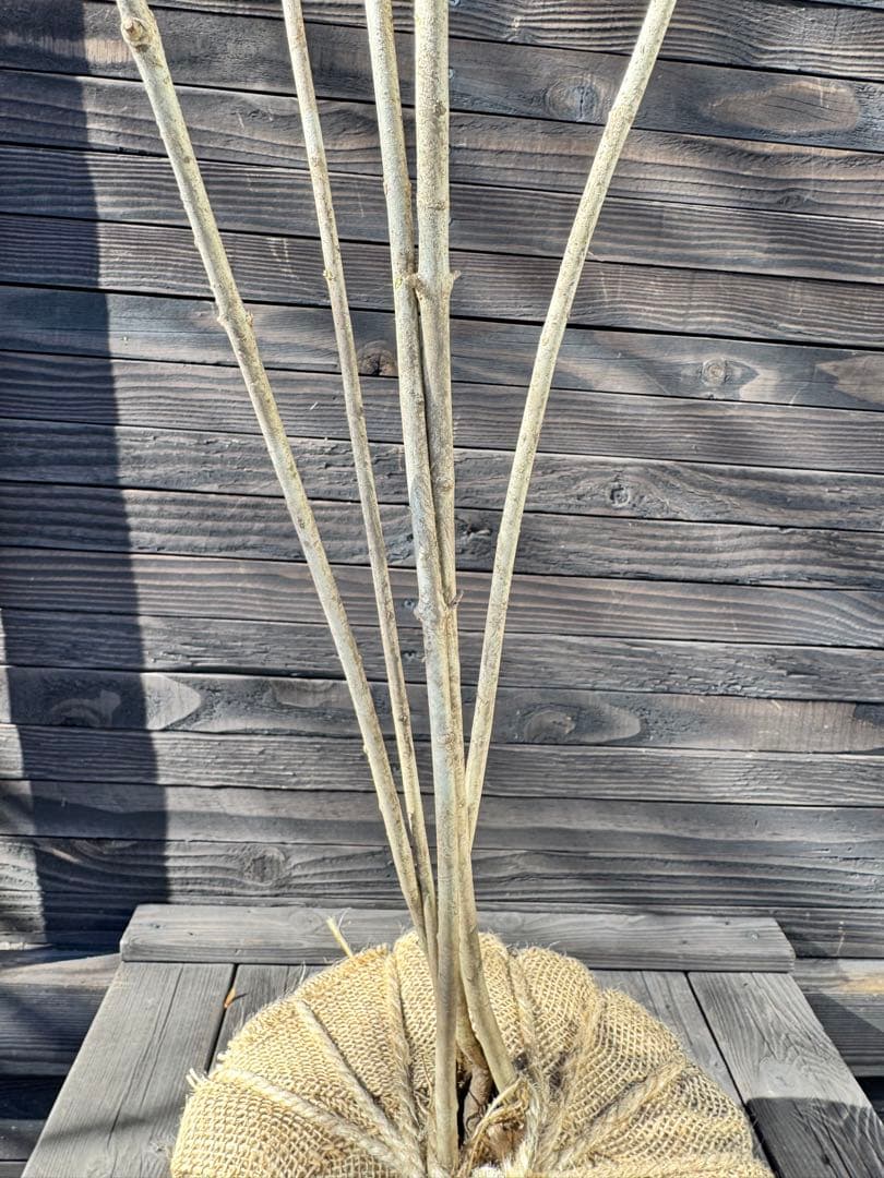 アオダモ/自生山採り【現品発送】管理70939 - メルカリ