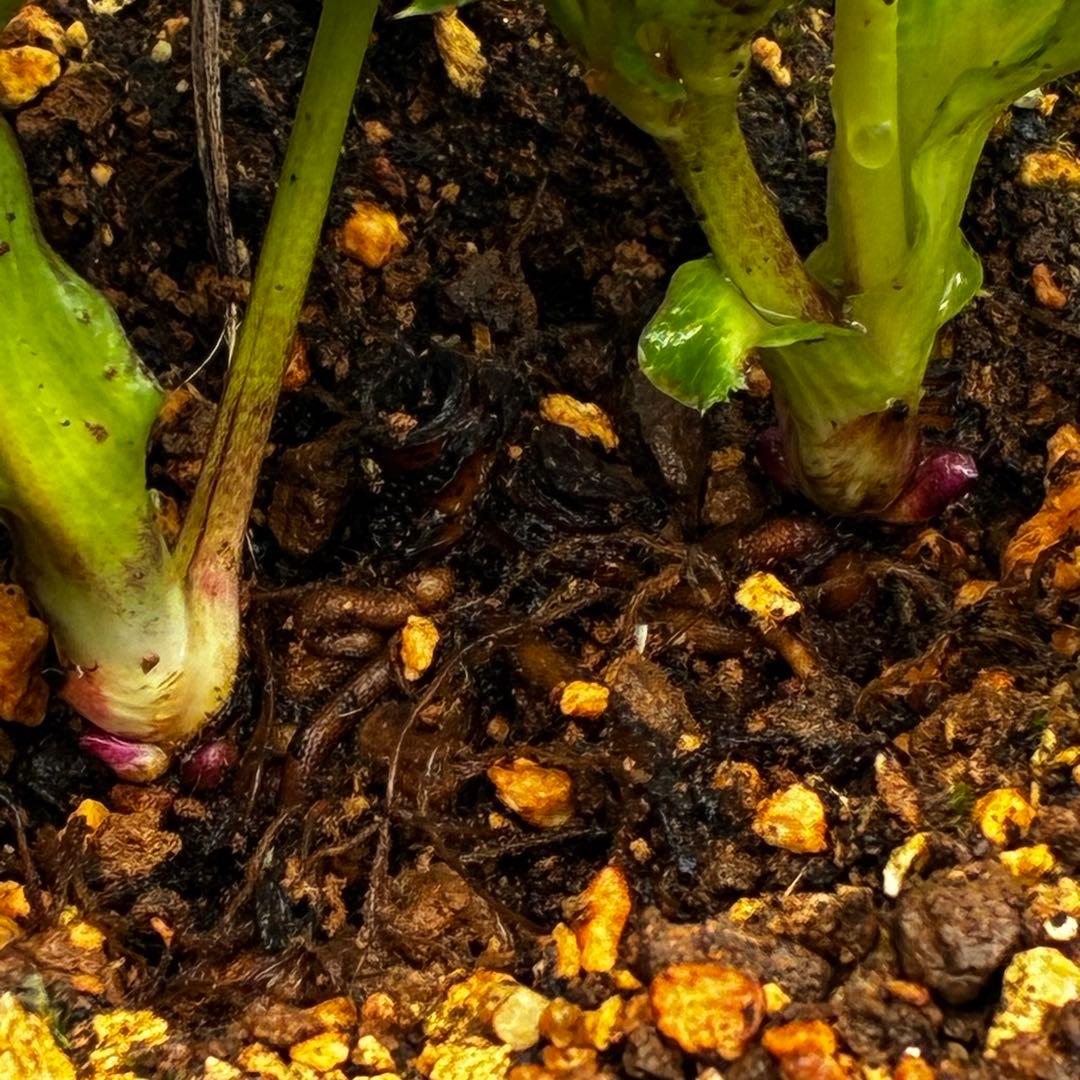 m*i様 3497☘️たくさん蕾花付き☘️２年間保管☘️⭐️ダーク⭐️超多弁⭐️