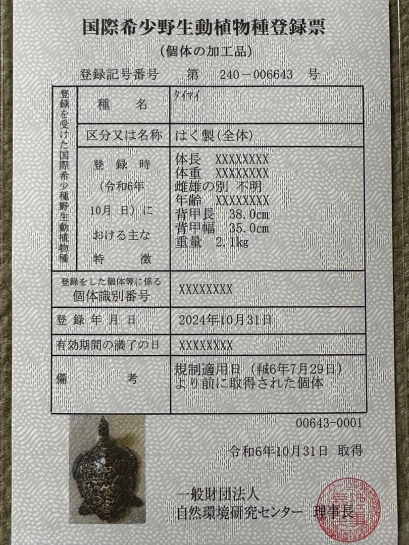 タイマイ ウミガメ剥製 国際希少野生動植物種登録票有 - メルカリ