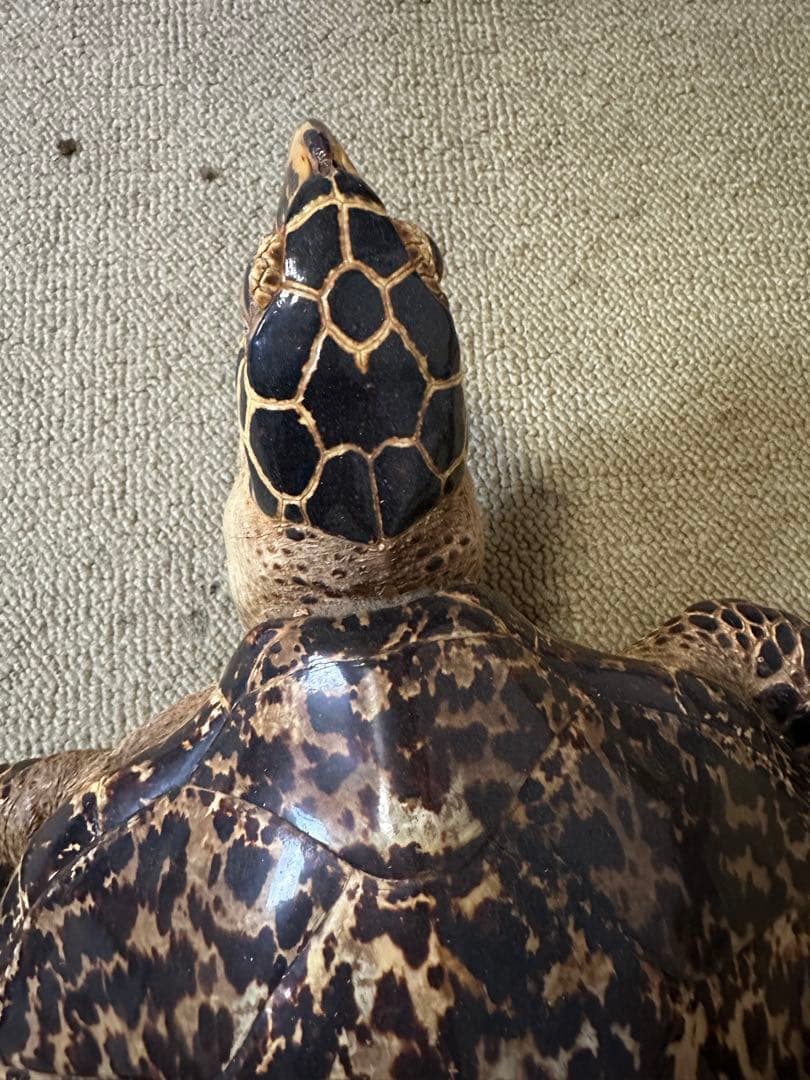 タイマイ ウミガメ剥製 国際希少野生動植物種登録票有 - メルカリ