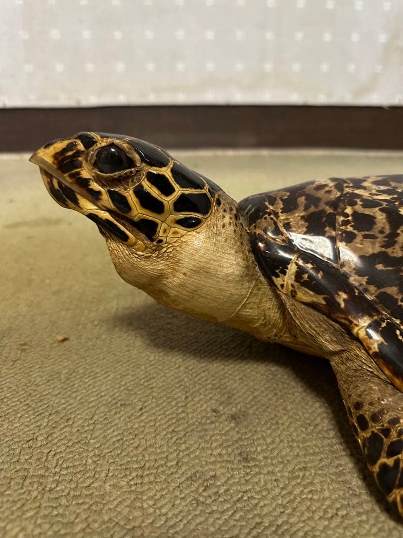 タイマイ ウミガメ剥製 国際希少野生動植物種登録票有 - メルカリ