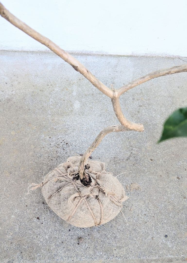 完結。山採りアセビ。