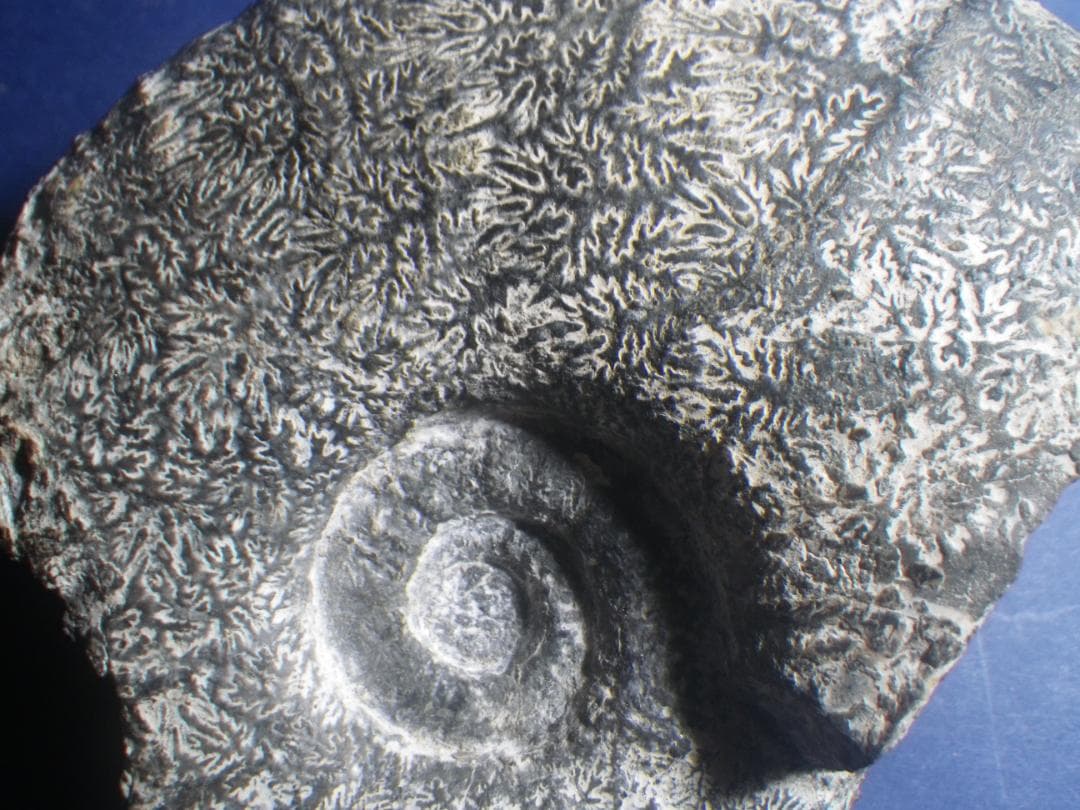 国産化石 パキ 251012－5