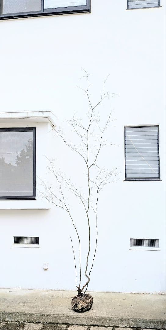 HIME_01_17さま。。山採りコハウチワカエデ。