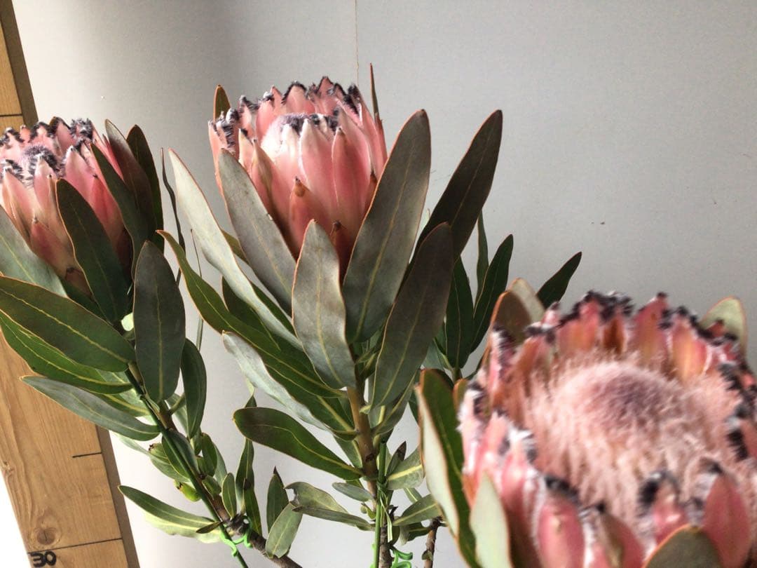 お花が咲いて来たのでプライス販売。希少品種のプロテア・オーストラリスピンク3輪咲