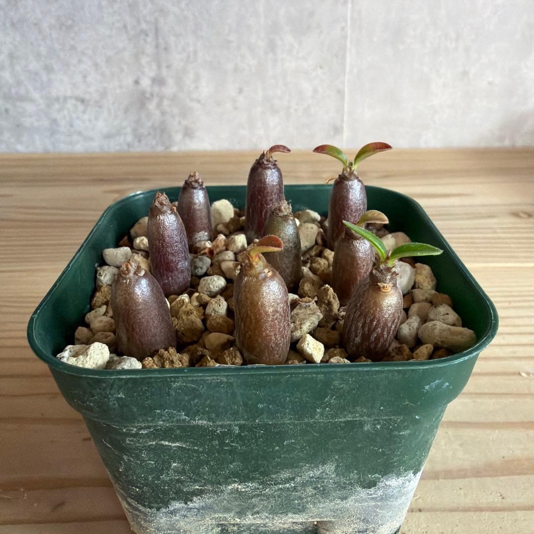 9株セットパキポディウムウィンゾリー 国内実生株 パキポディウム ウィンゾリー 【実生】GM2402214 | RAFLUM / ラフラム