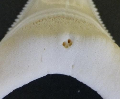 ホホジロザメ（Carcharodon carcharias）の歯 53.4mm