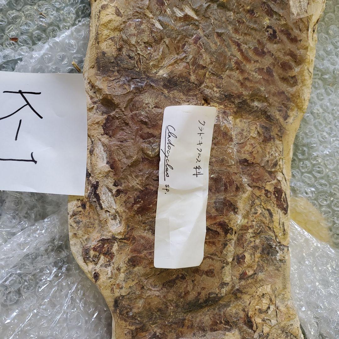 魚の化石 Chloroscyllium sp. 標本 K-1 約100cm - その他一 番 安い