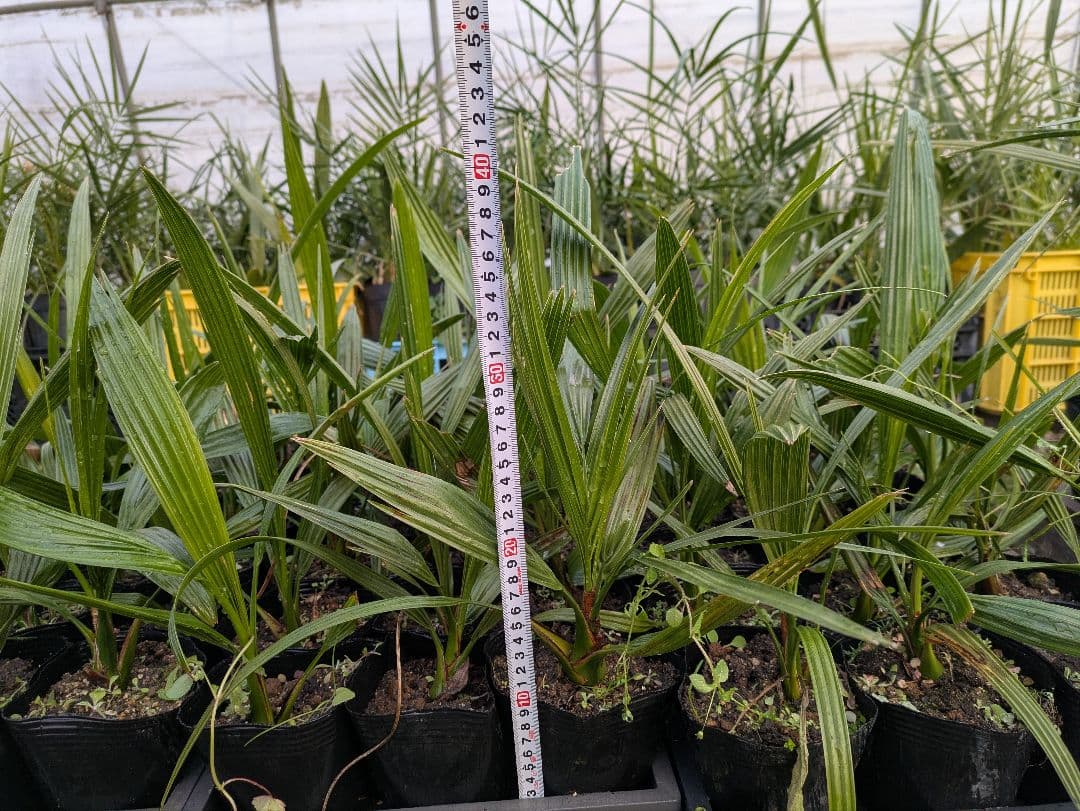 なるべく元気なのだけ選びました。カナリーヤシ50株 imgrc0112953637.jpg