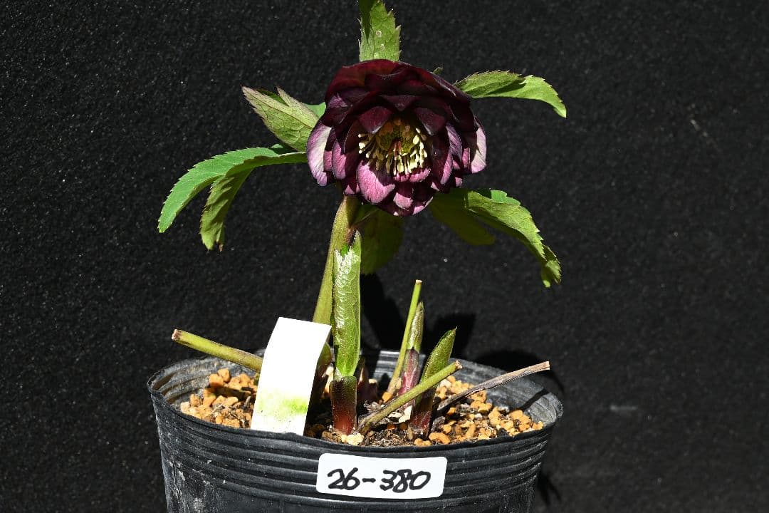 クリスマスローズ ddバイカラーグレープ 加藤農園 - メルカリ