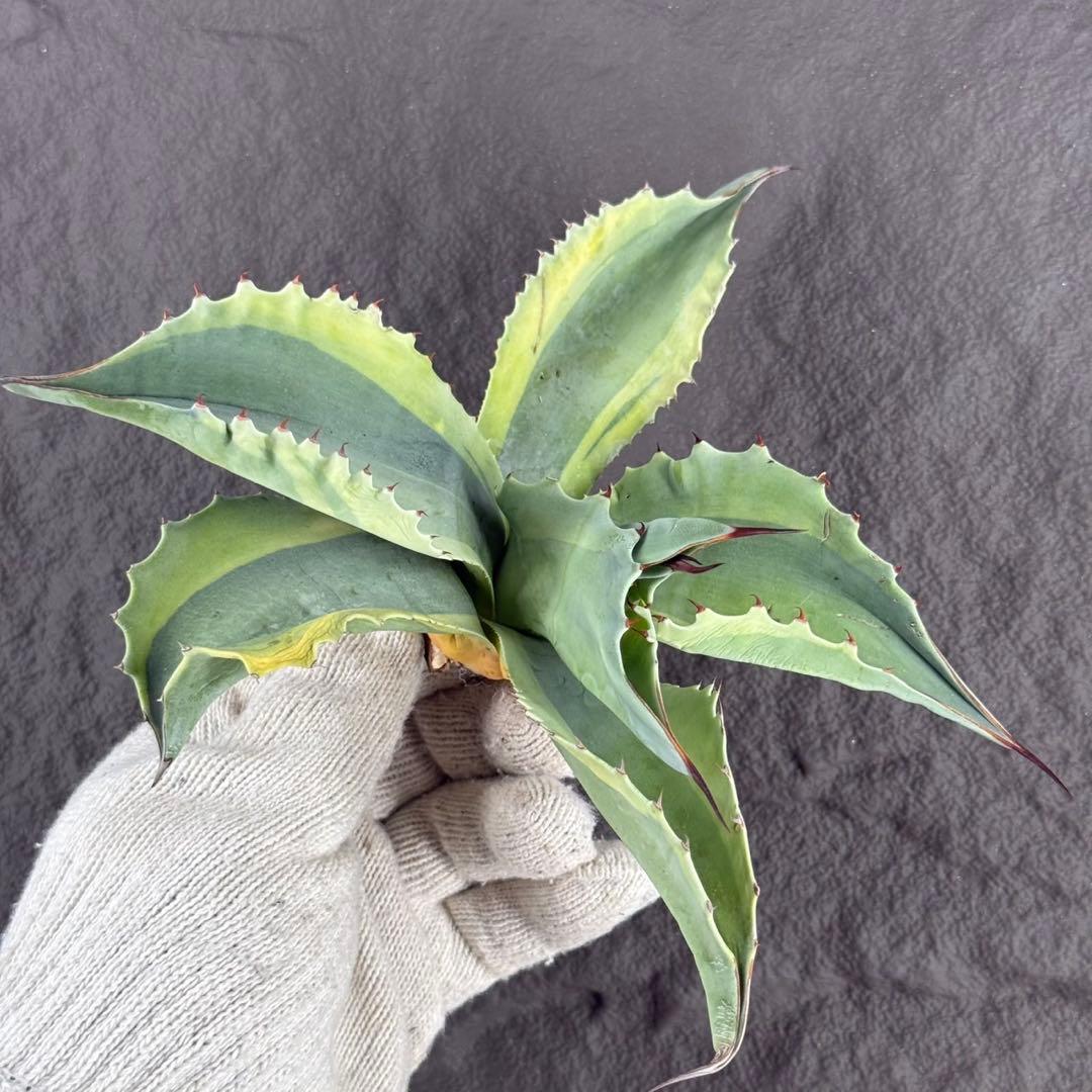 が*ぅ様 【アガベ オバティフォリア“オルカ”】地植え/-18℃まで/極上　L2