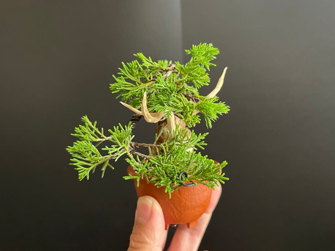 真柏盆栽 糸魚川真柏 ミニ真柏 捻転シャリ幹 樹高8.5cm ミニ盆栽