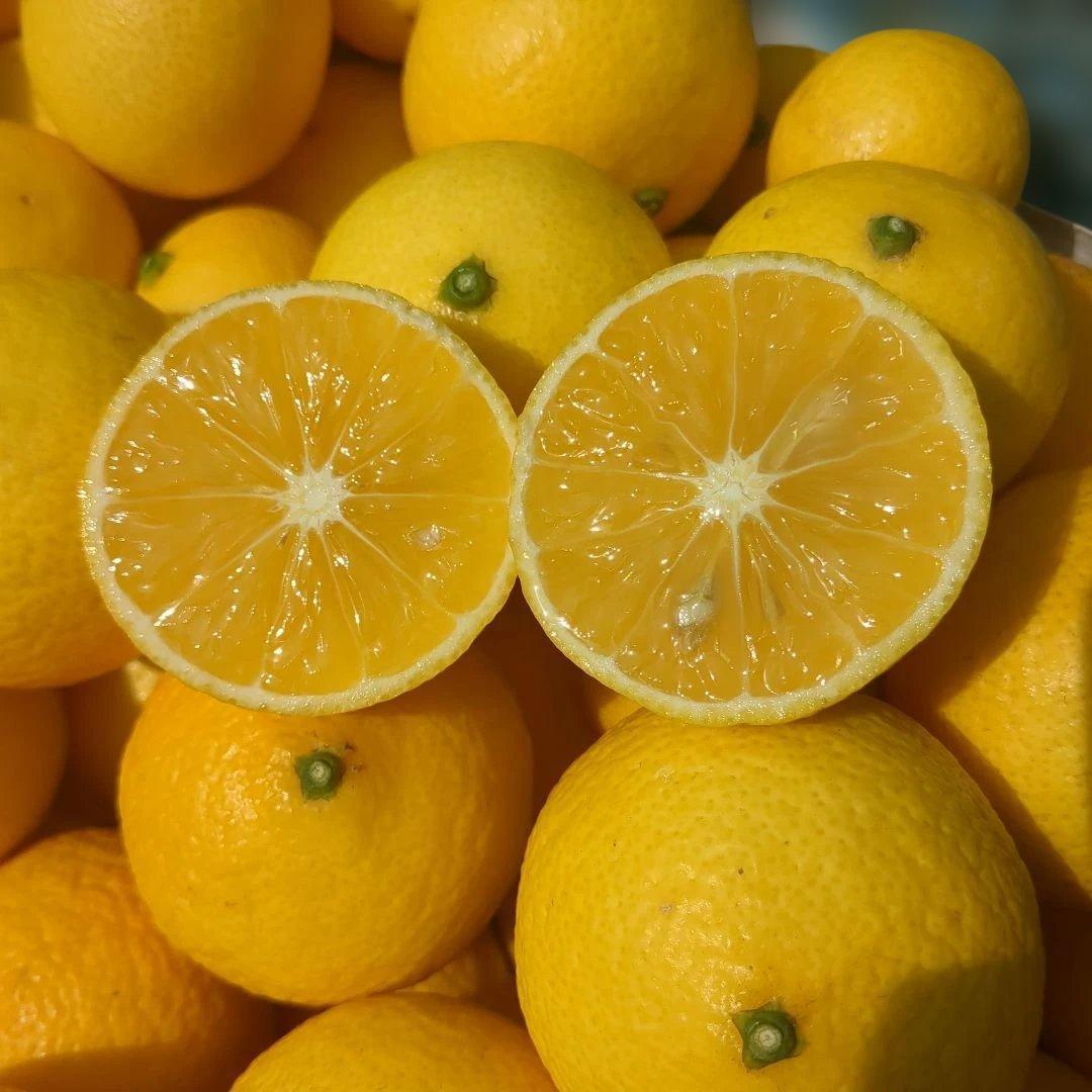 みつばち果樹園 湘南ゴールド 2kg サイズmix - メルカリ