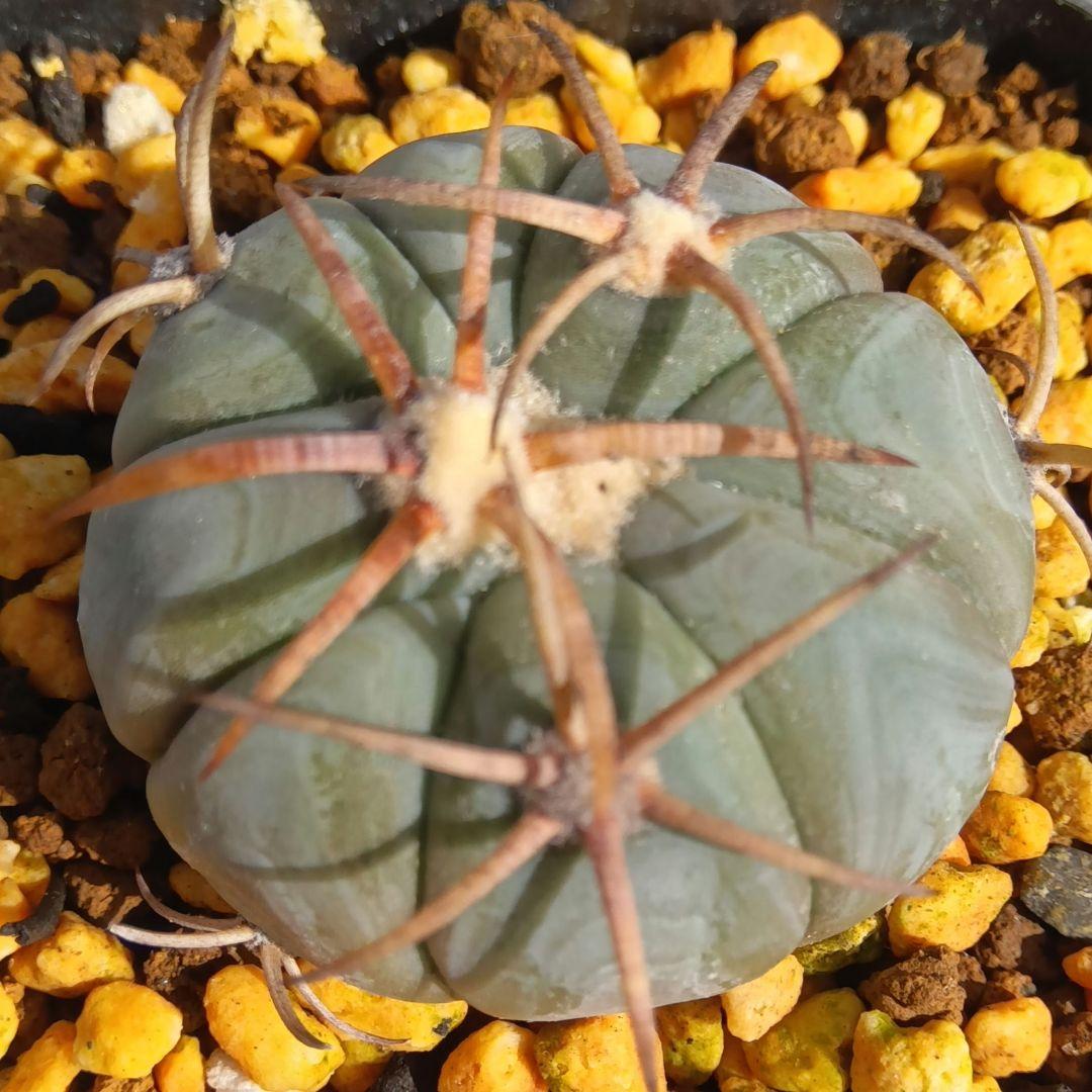 実生】雷帝エキノカクタス国内繁殖苗サボテン（サボテン太平丸花王丸翠