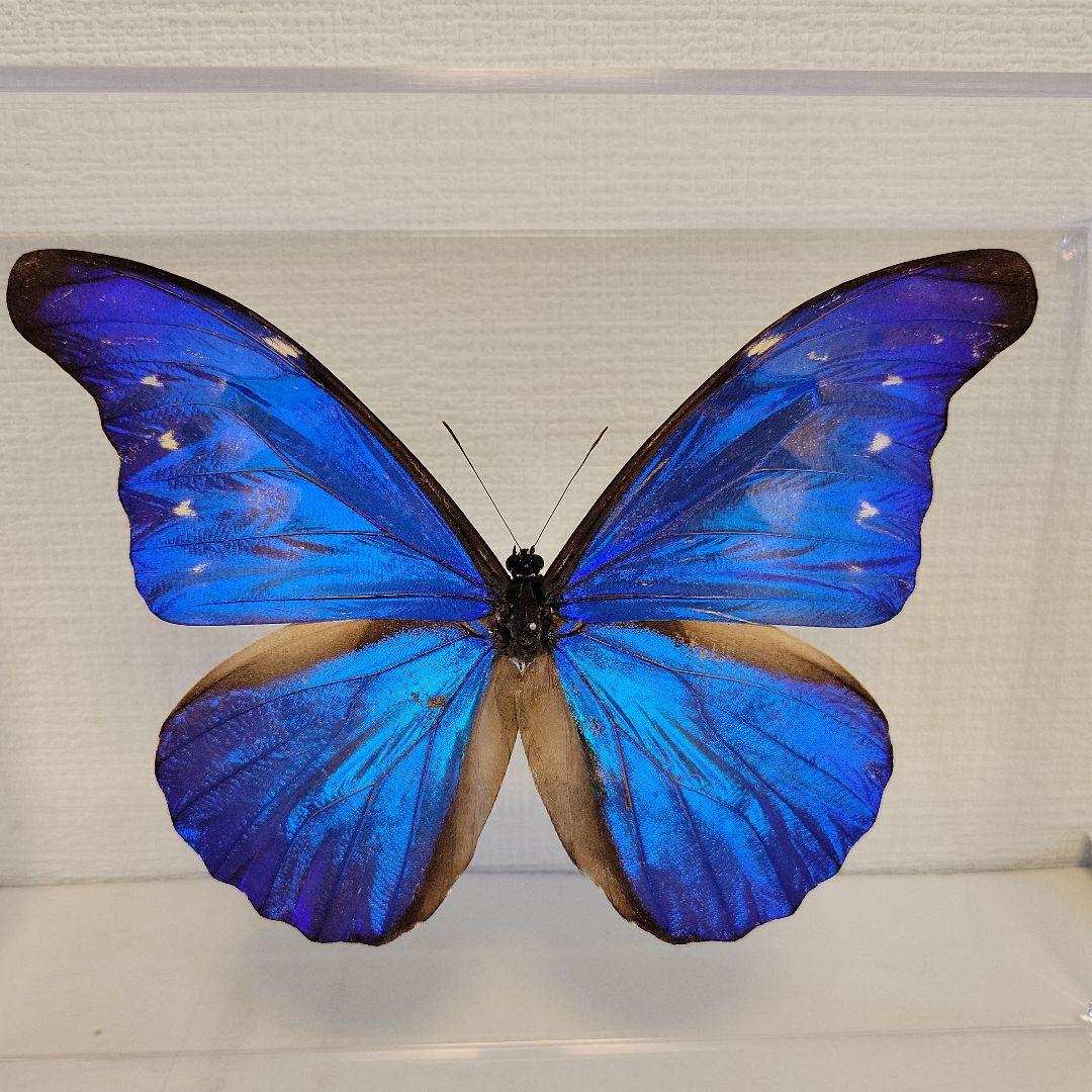 蝶の標本 レテノールカキカモルフォ(特特A) - メルカリ