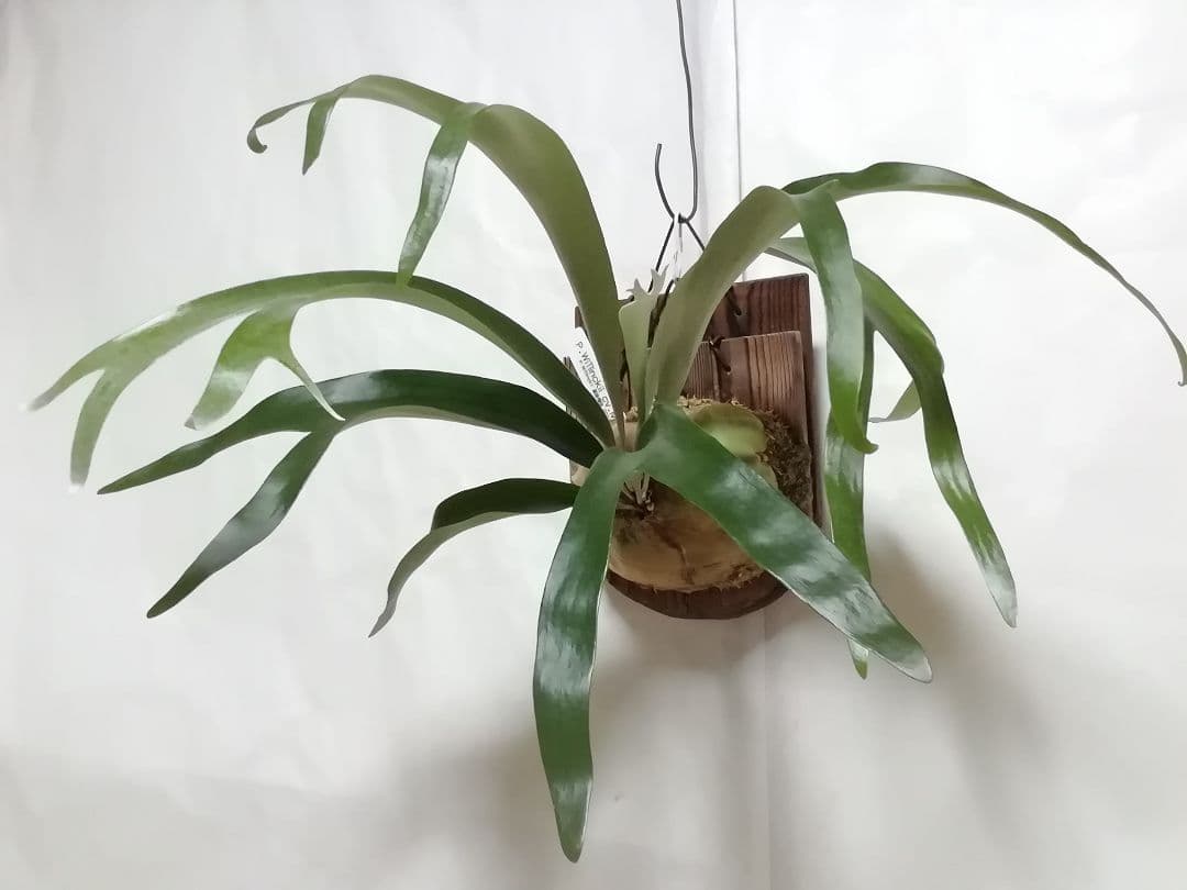 help help helpウイリンキー変異個体株　格好良い大株