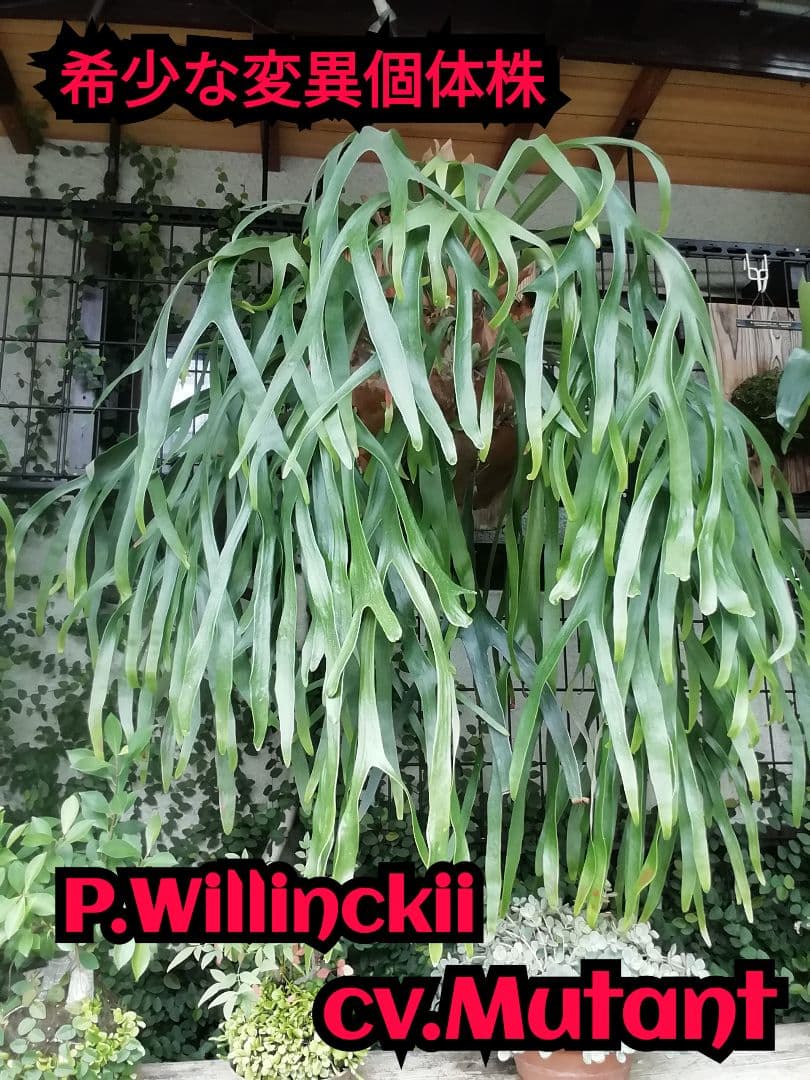 help help helpウイリンキー変異個体株　格好良い大株