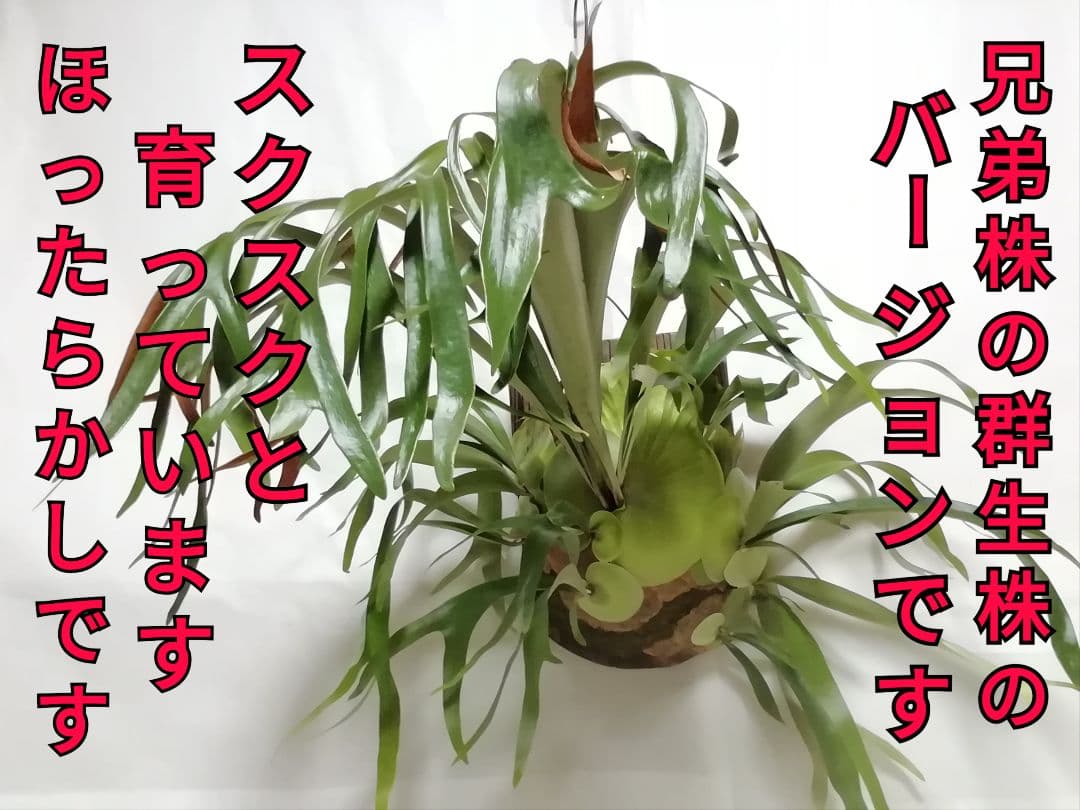 help help helpウイリンキー変異個体株　格好良い大株