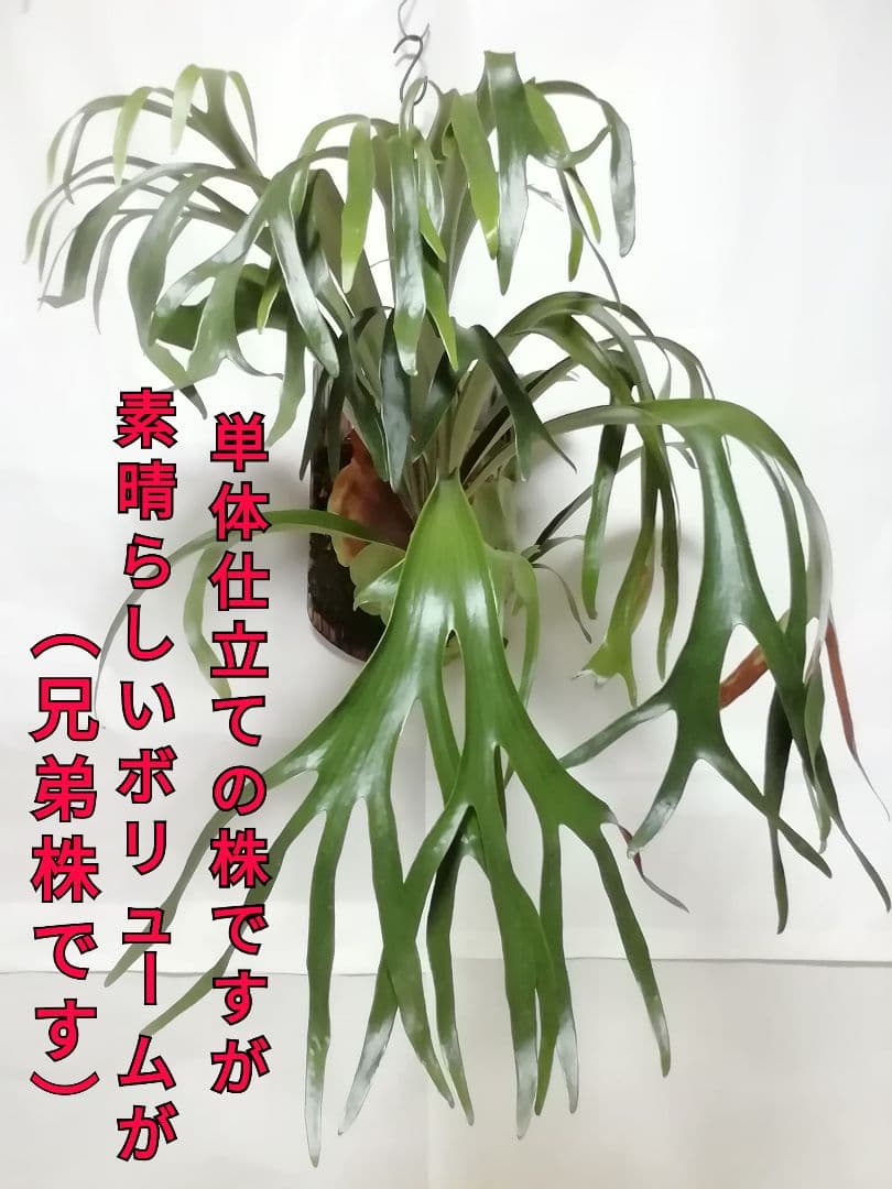 help help helpウイリンキー変異個体株　格好良い大株