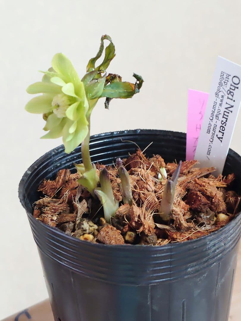 クリスマスローズ株分け - メルカリ