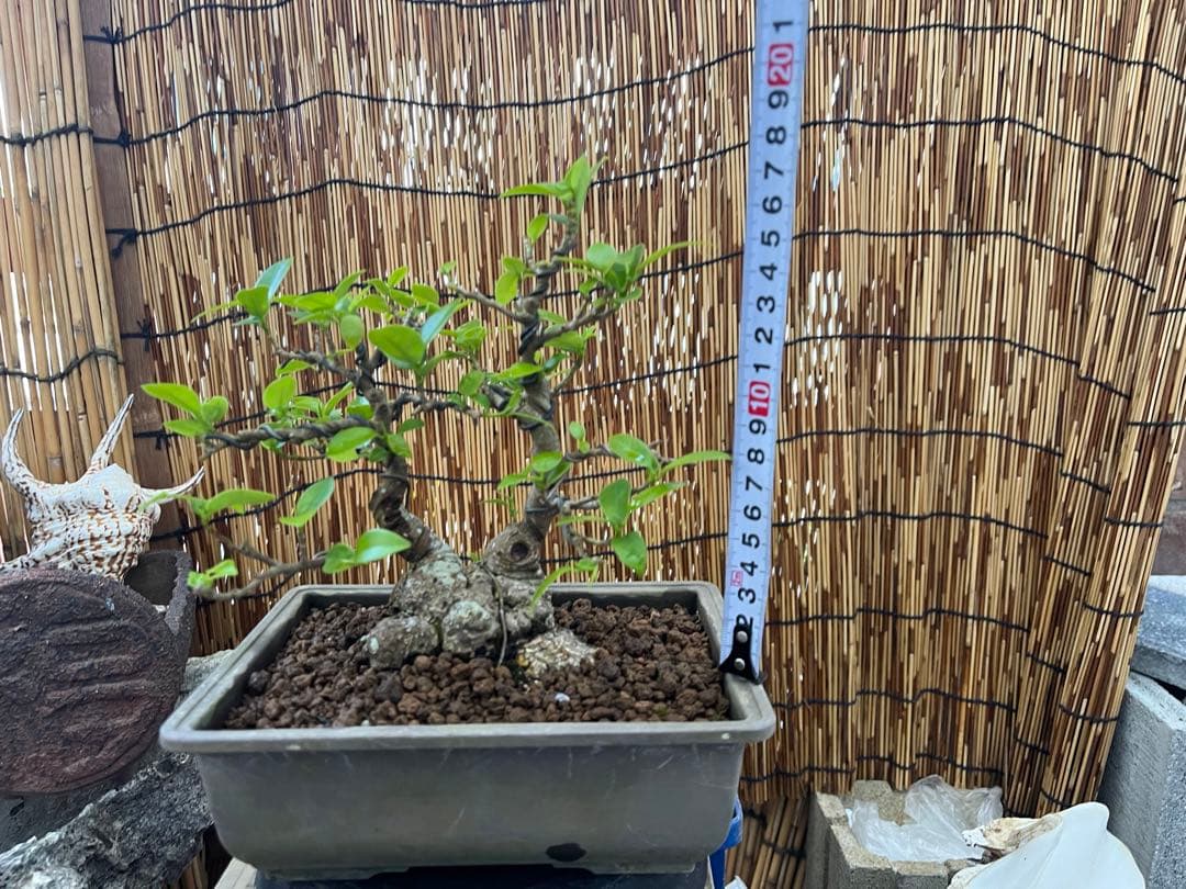 ✨✨✨superガジュマル 小品イボ幹【ジブリの世界】 - メルカリ