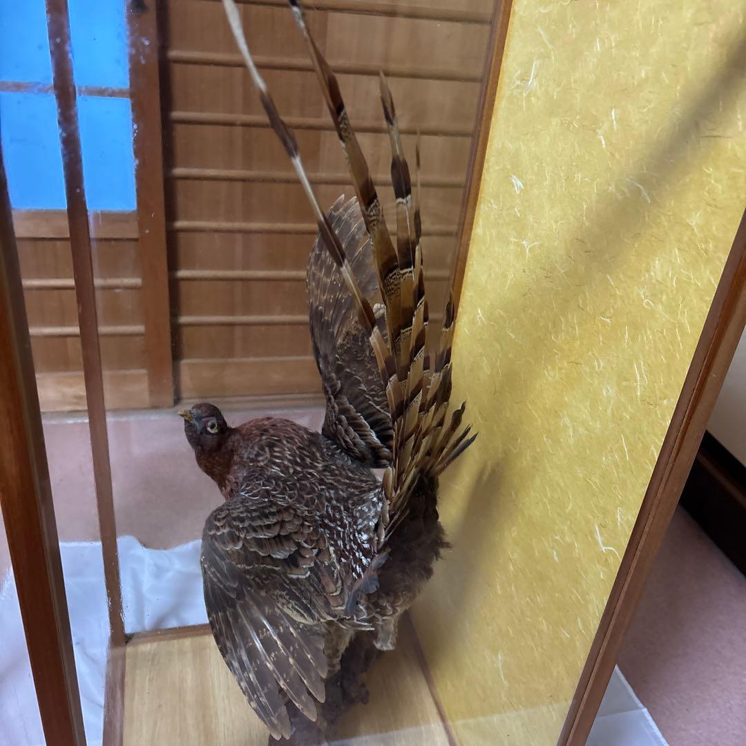 木製 鳥の彫刻 茶色と金色の羽根 雉 剥製 掘り出しもの