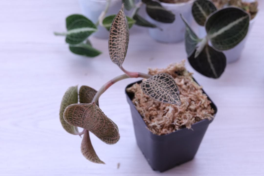 まとめ売り 11株】アネクトキルス ロクスバーギー3種 - メルカリ