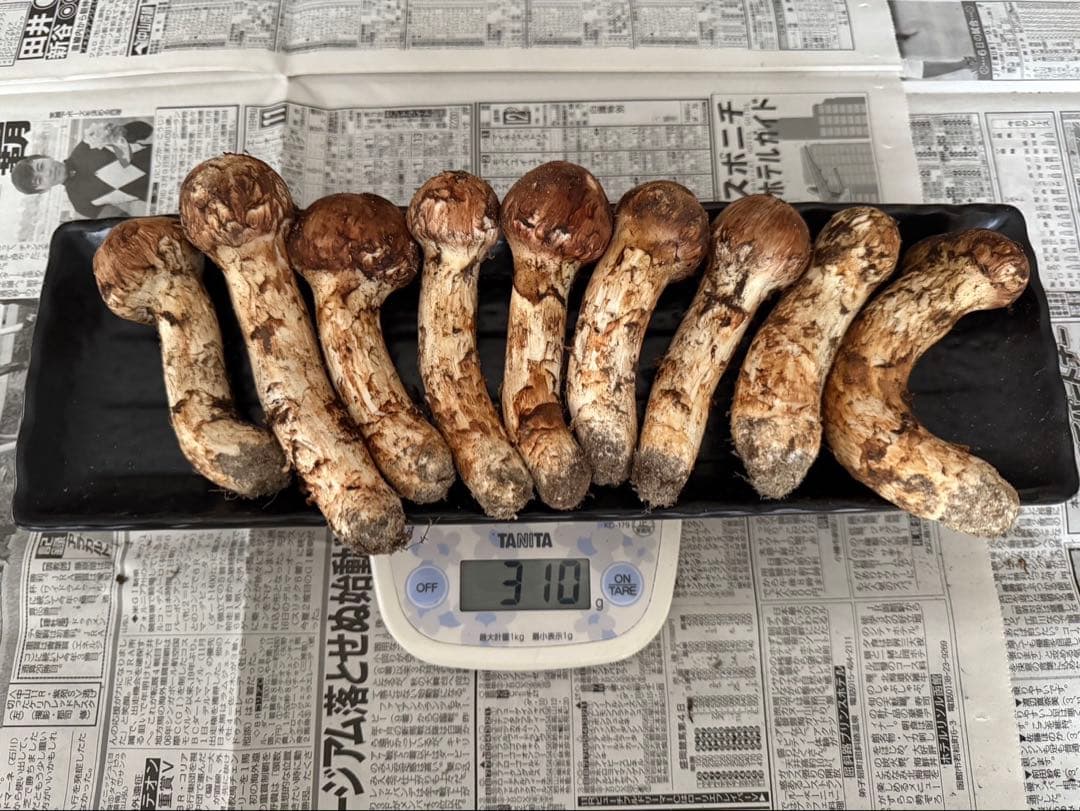 松茸　北海道　300g ④　国産 2026年発送分】香り・歯応え・味ともに最高級！希少な国産松茸「高野