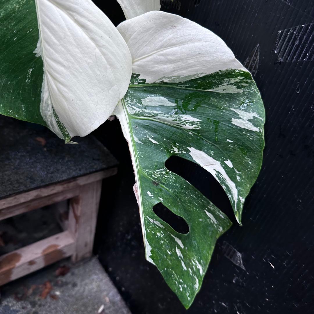 斑入りモンステラ ホワイトタイガー極美大株69cm白斑多 - メルカリ