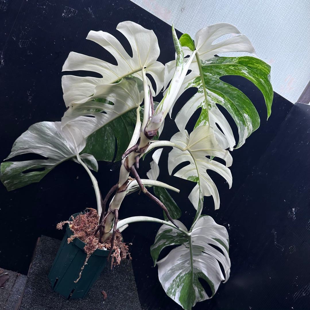 斑入りモンステラ ホワイトタイガー極美大株69cm白斑多 - メルカリ
