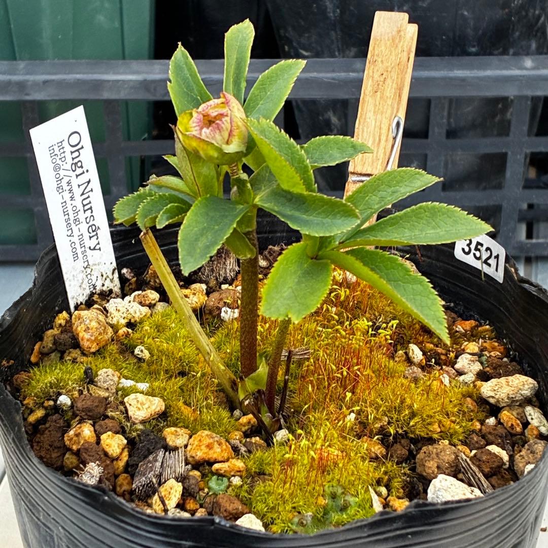 か*ん様 3521☘️蕾花、タグ付き☘️⭐️超チビチビ⭐️超小輪⭐️超多弁⭐️大