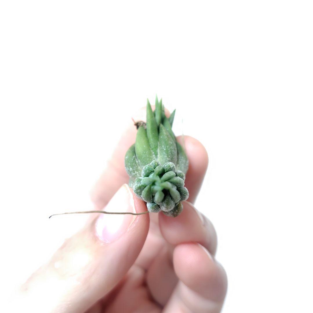 チランジア イオナンタ ニザンダ - メルカリ