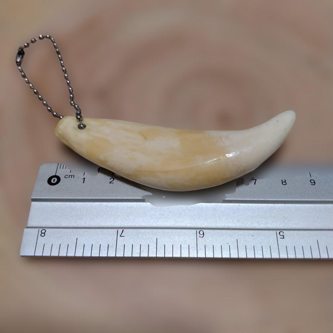 熊牙キーホルダー約8．5 cm ヒグマの牙 ヒグマ 羆 魔除け 災難除け