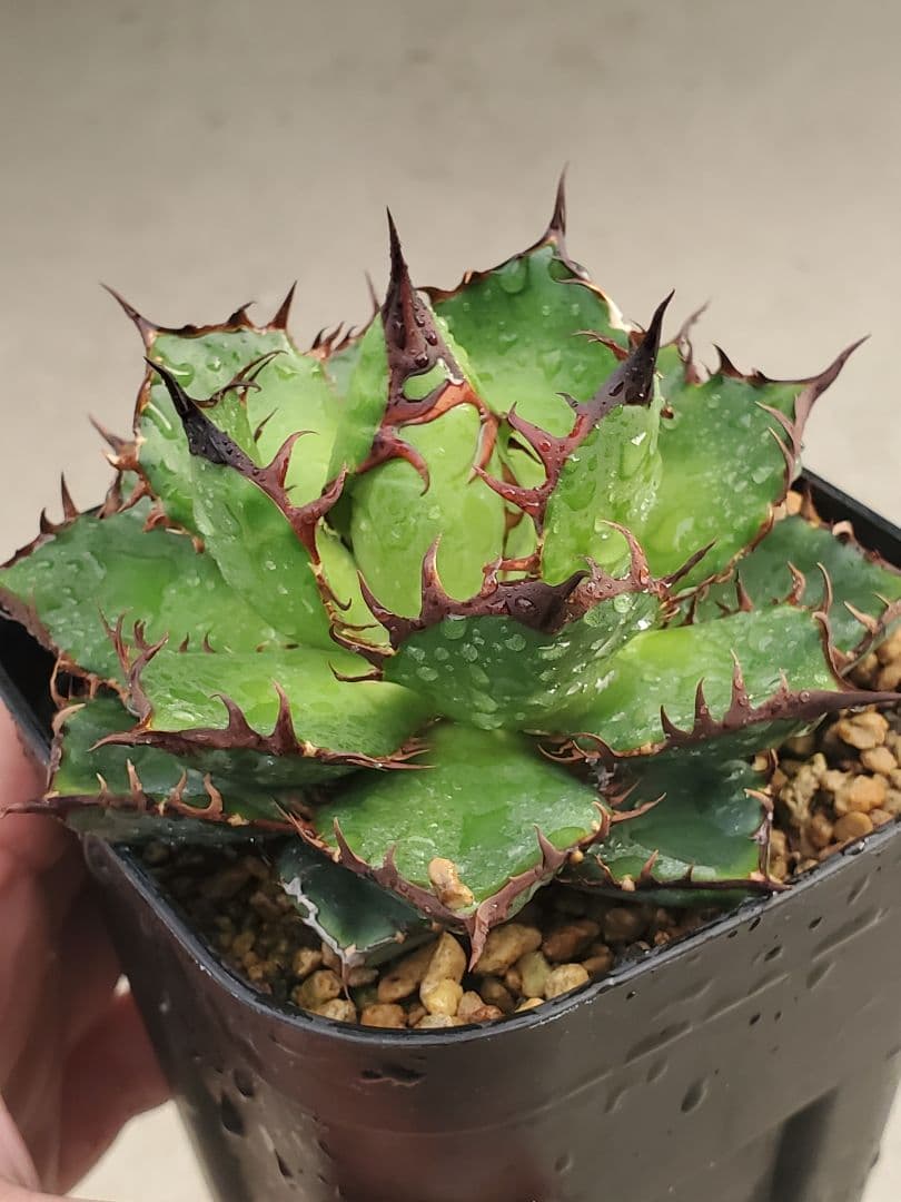 アガベ エボリ×ホリダ ハイブリッド エボリホリダ エボリスピナ ホリダ