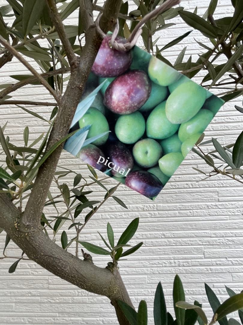 SOUJU】オリーブ オリーブの木 美樹形 ピクアル 幹太 植木 No.24