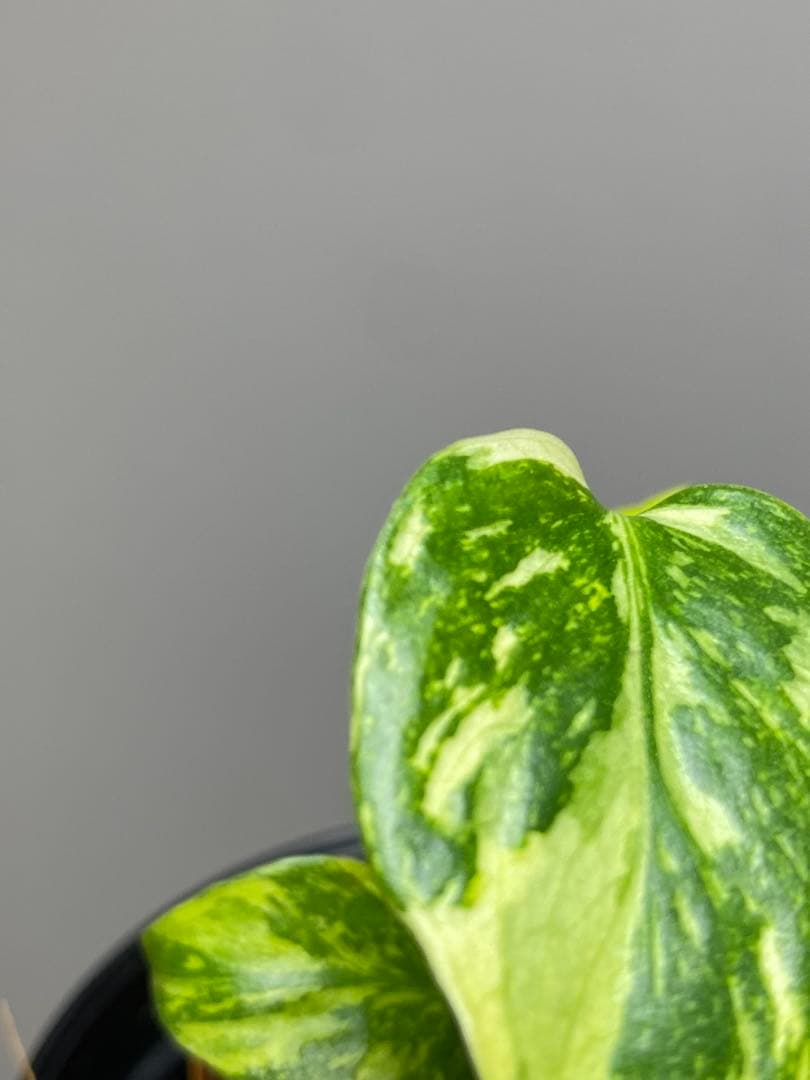 専用画面 【超美株✨超希少‼️】モンステラ エレクトロライト 斑入り