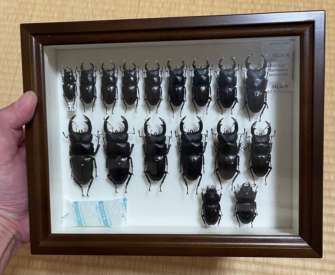 f*t様 オオクワガタ　山梨県樹液採集個体♂15頭♀2頭　ドイツ箱入り f*t様 オオクワガタ 山梨県樹液採集個体♂15頭♀2頭 ドイツ箱入り f*t