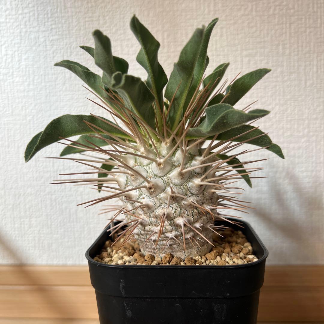 光堂 パキポディウム ナマクアナム 実生