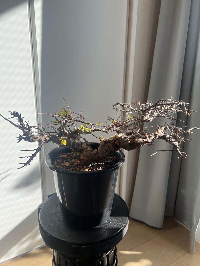 発根済】コミフォラ エイル 灌木 塊根