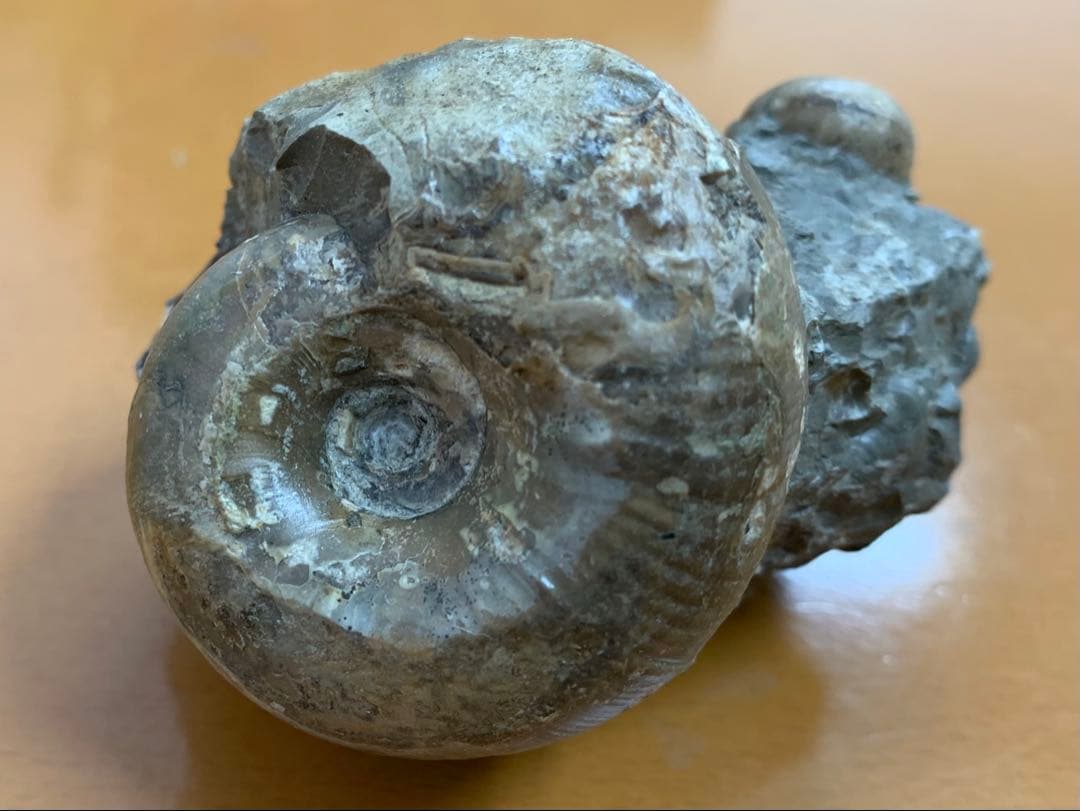 アナパキディスカス(メヌイテス) スツネリ 北海道 小平産 アンモナイト