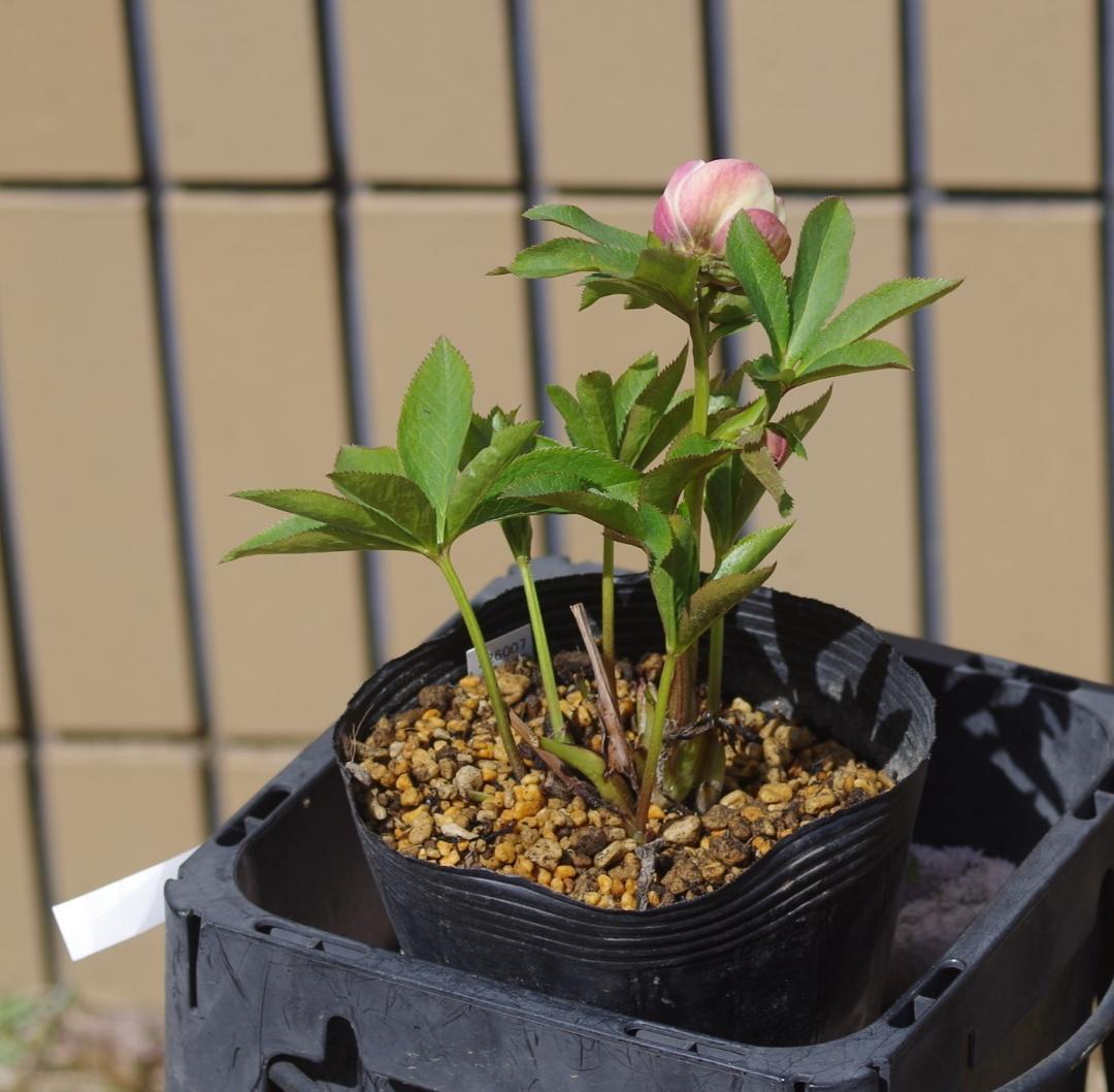 大人ピンクグラデーション 広瀬園芸 クリスマスローズ 開花株 現品 苗