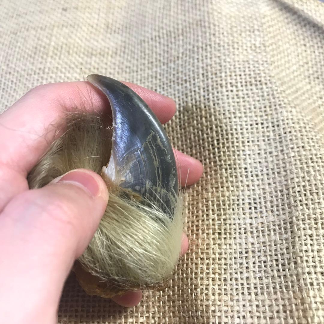 シロクマ 爪 ホッキョクグマ 熊の爪 ベアクロー 剥製 - メルカリ