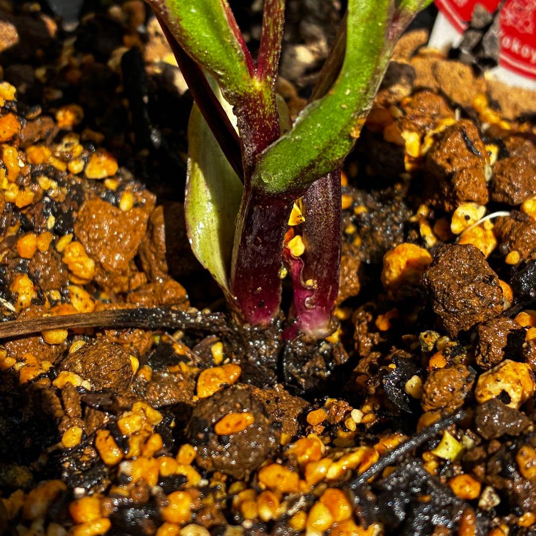 3660☘️タグ付☘️プチドール⭐️小輪⭐️鮮ピンク⭐️底白抜け