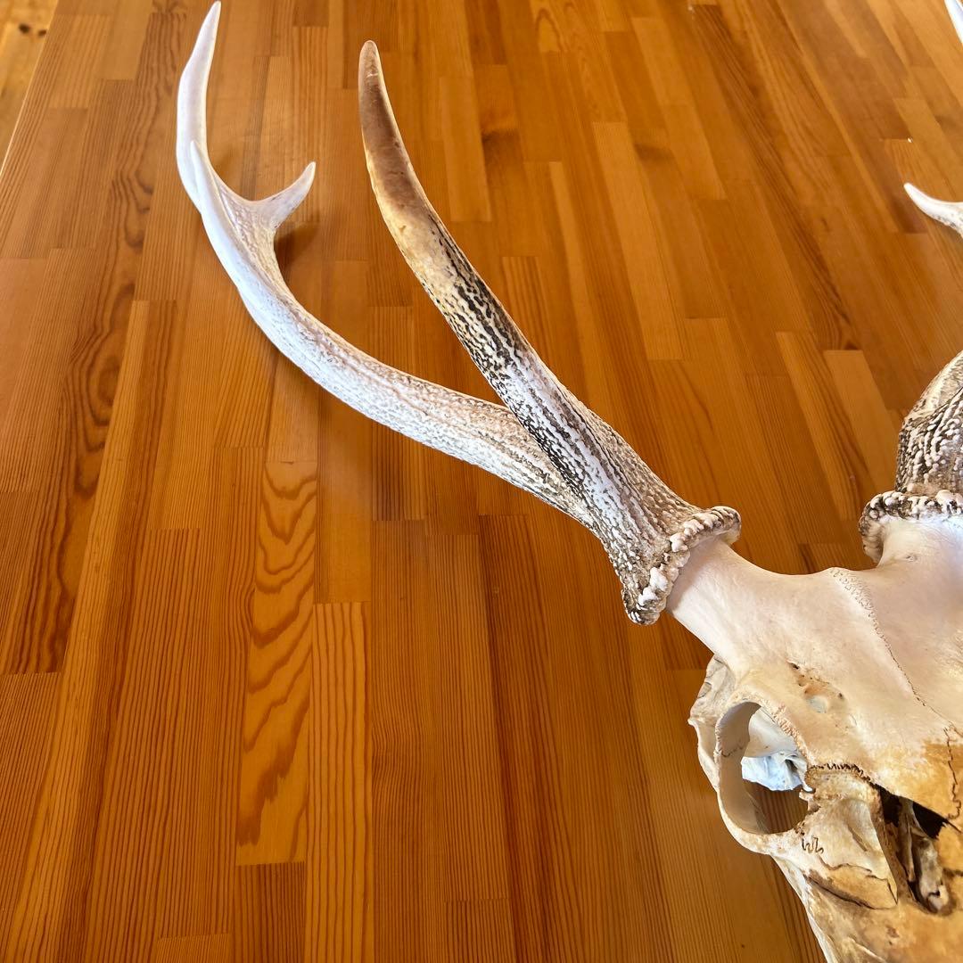 鹿の角 両角 顔付き エゾシカの角 - メルカリ